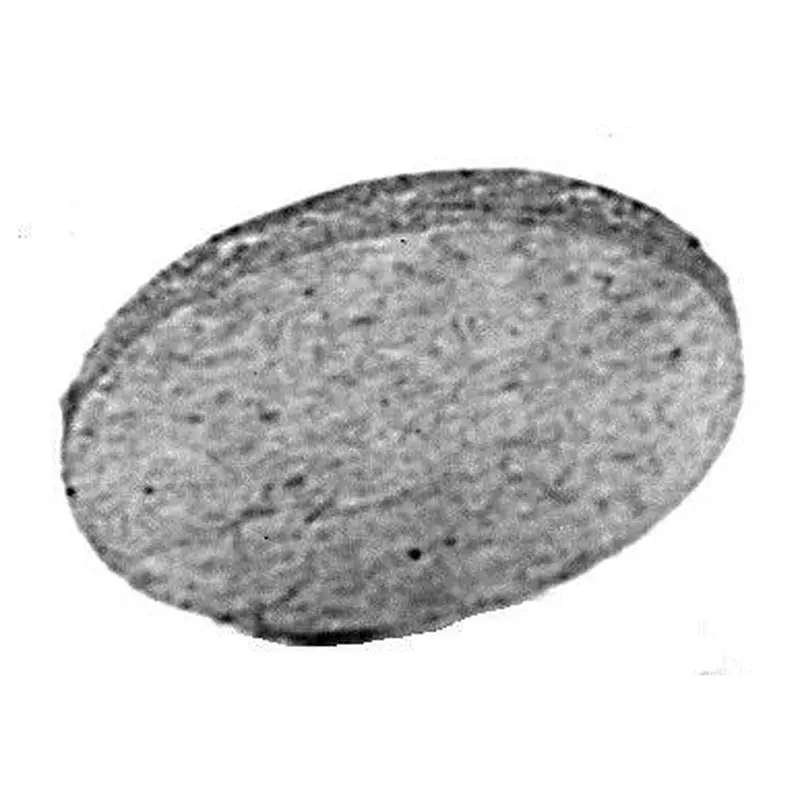 C.S. Osborne #50 Cardboard Wad 25Gr